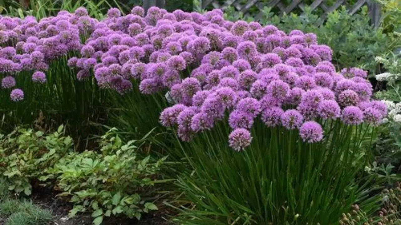 Alliums   