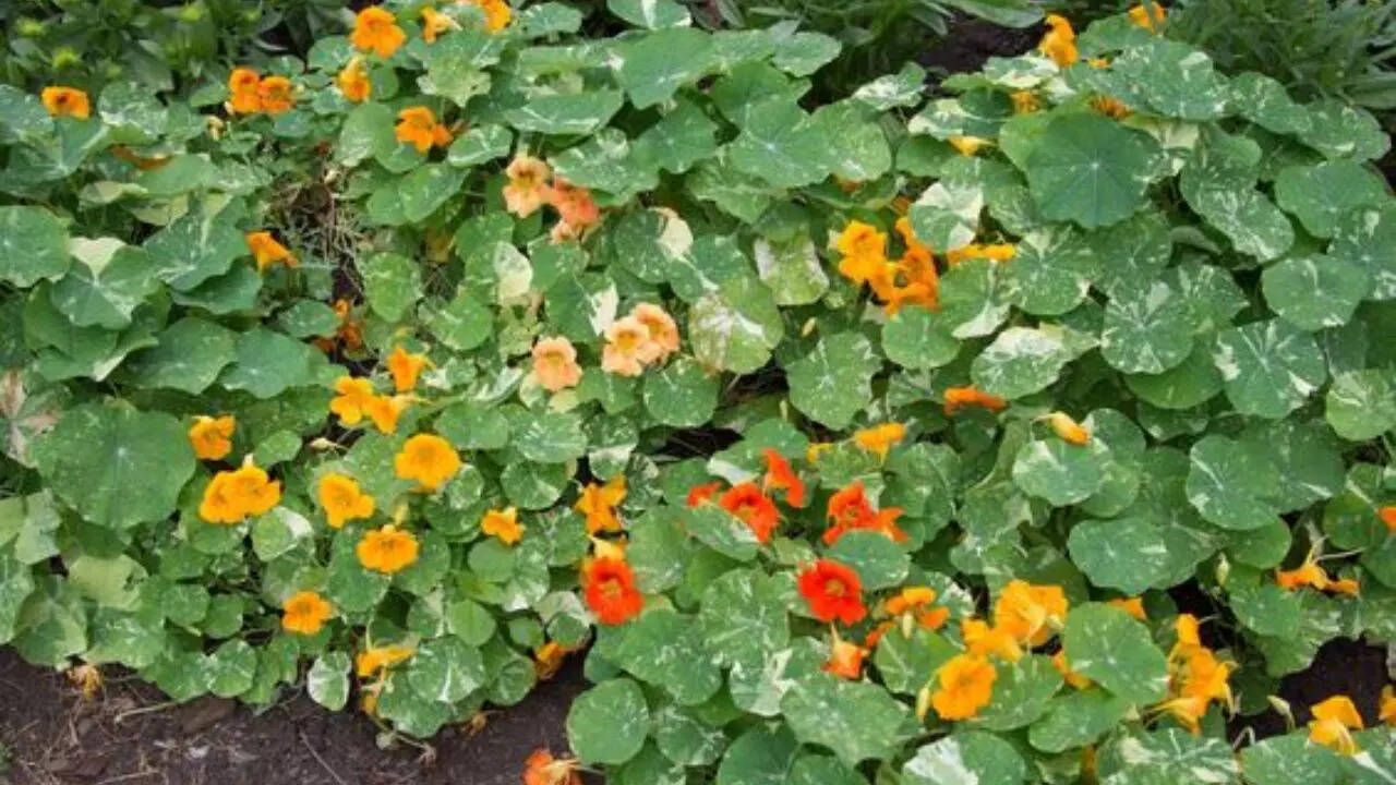 Basil To Nasturtium 10 Plants That Help Repel Insects And Pests