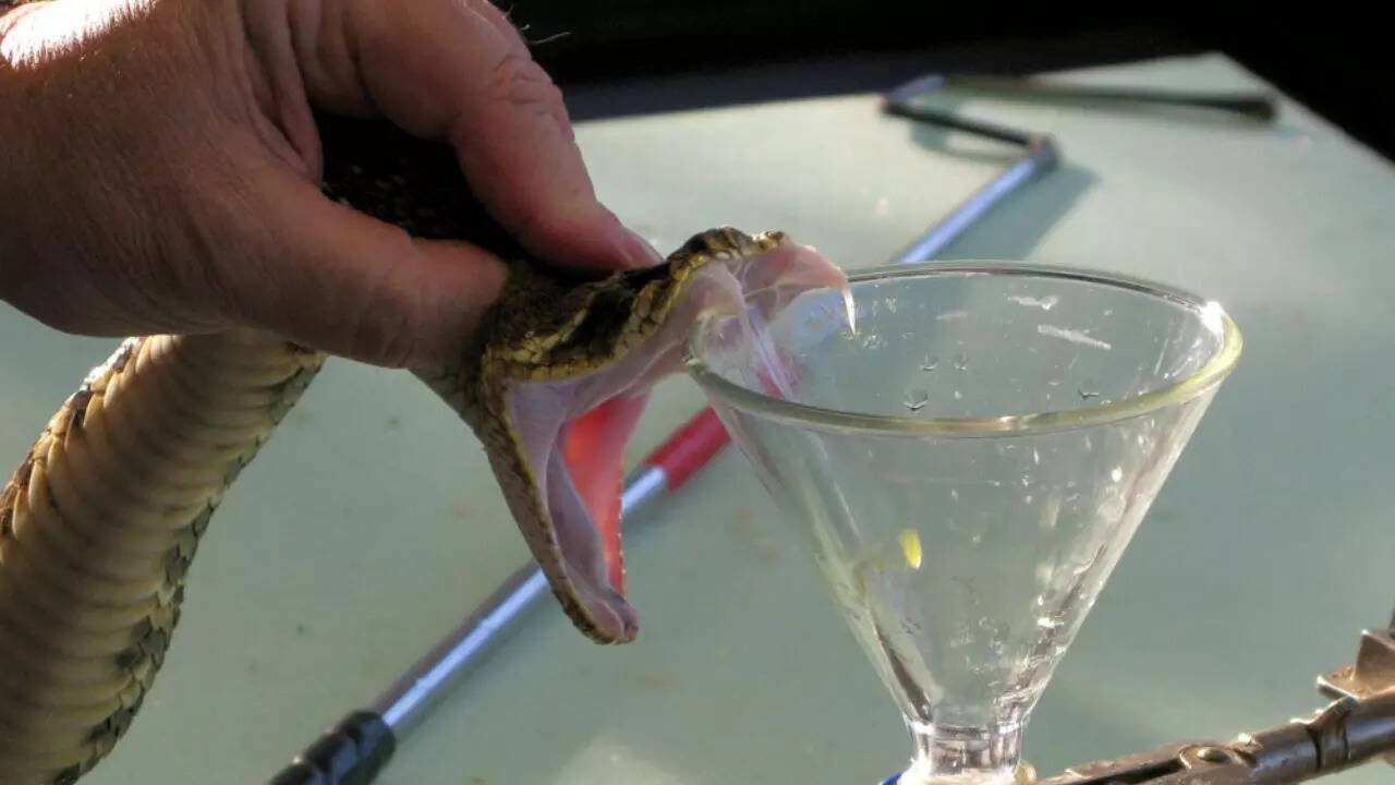 Snake Milker