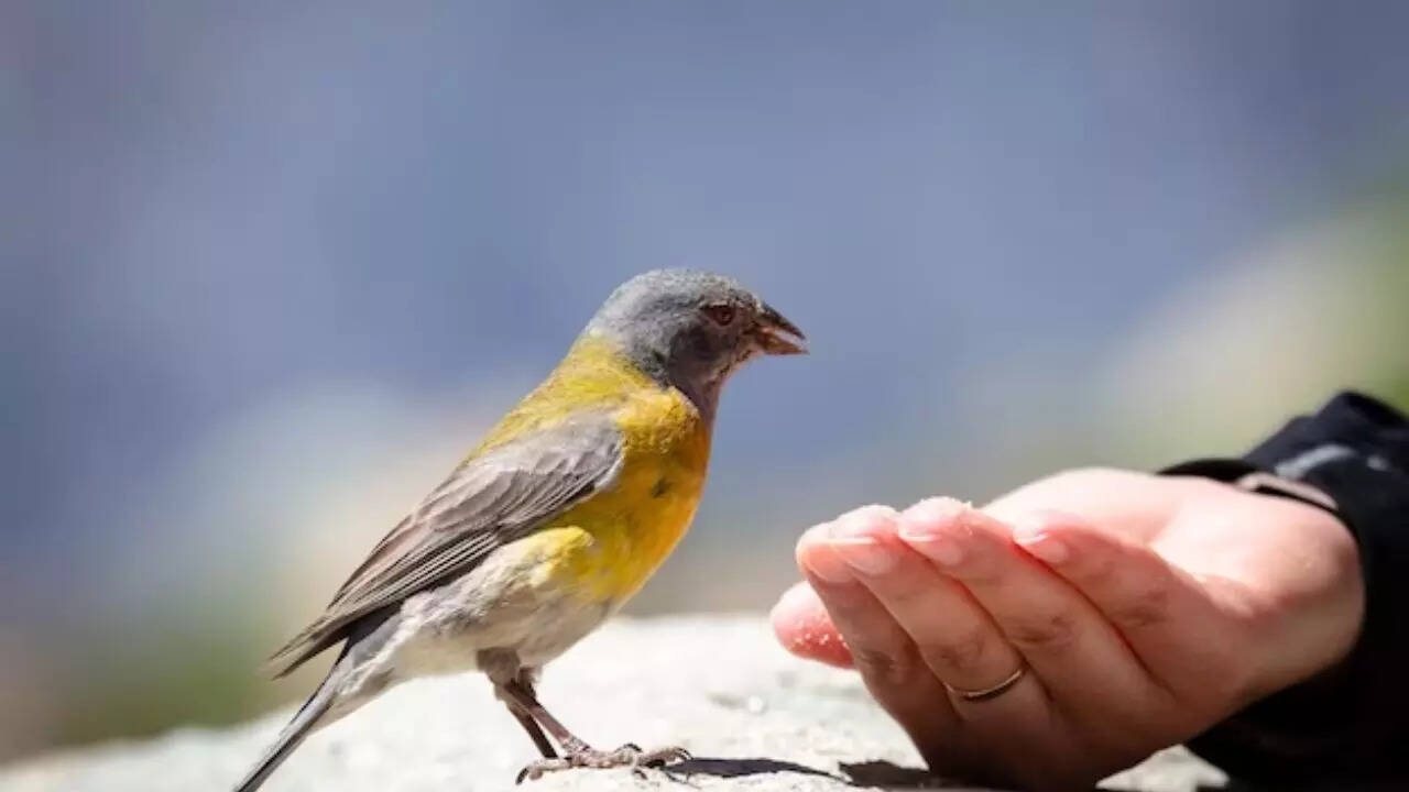 How Feeding Animals and Birds Can Bring Astrological Blessings