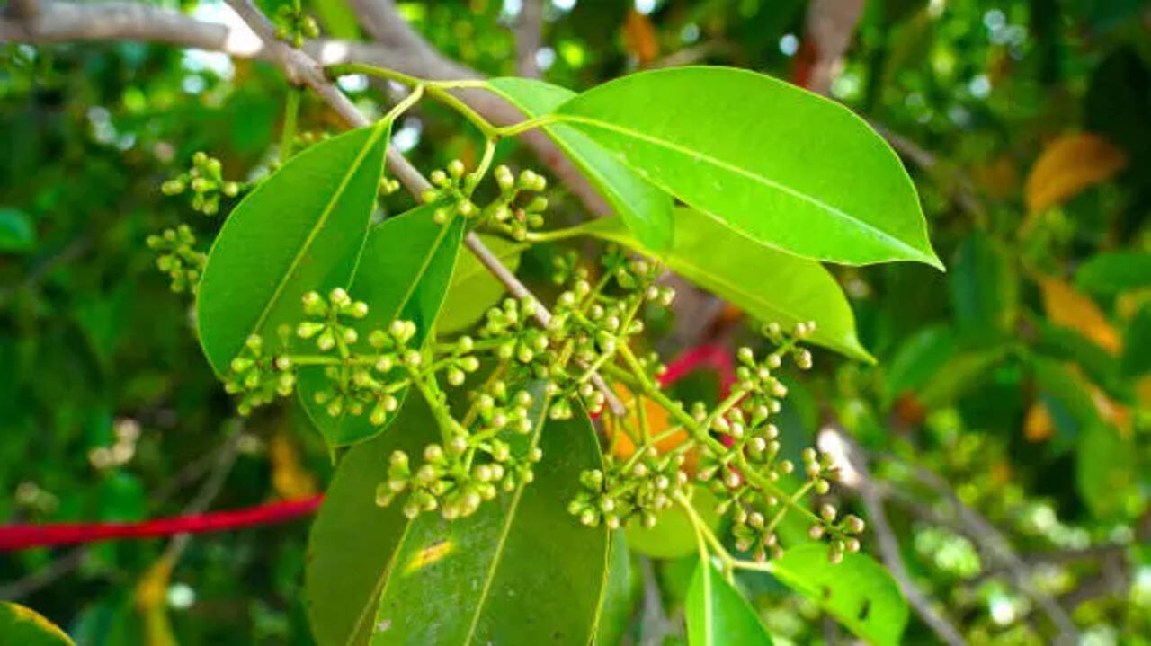 jamun leaves