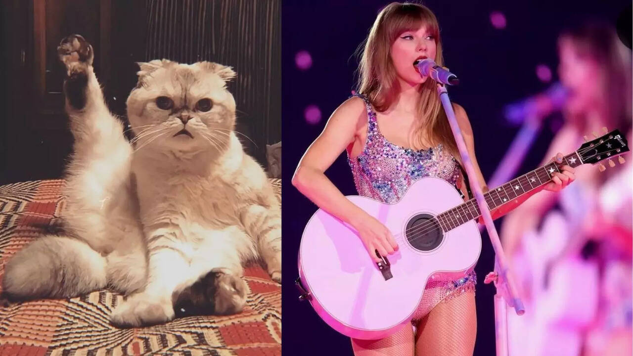 Olivia Benson, Tay Swift’s Cat, Third Wealthiest Pet in the World; Net Worth of $97 million