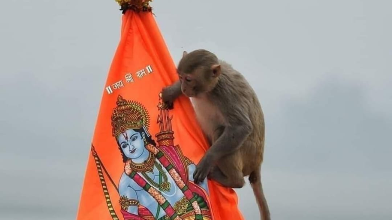 “As If Hanuman Ji Himself Visited’; Security Guards On Chasing Monkey At Ram Mandir