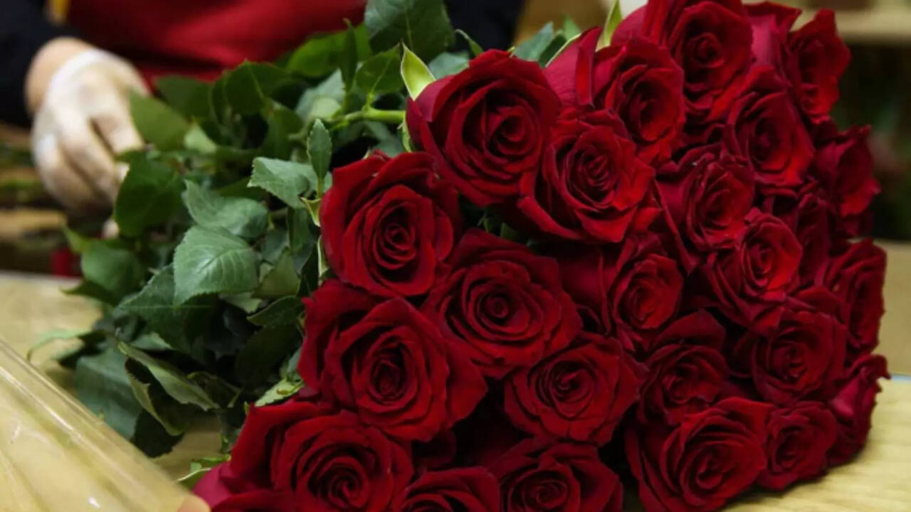 Rose Day 2024: Significance, Importance and More