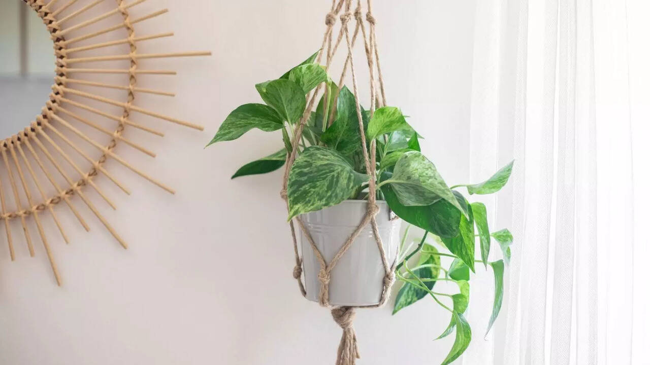 Must-Buy Plant Hangers for Your Balcony