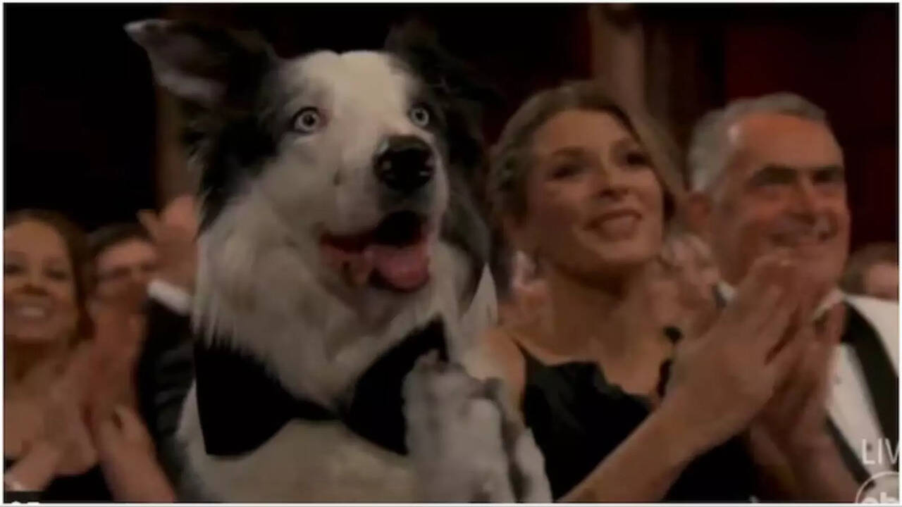 Oscars 2024: Anatomy of a Fall's Dog Messi Steals  Spotlight At The Academy Awards Sporting A Bow-Tie