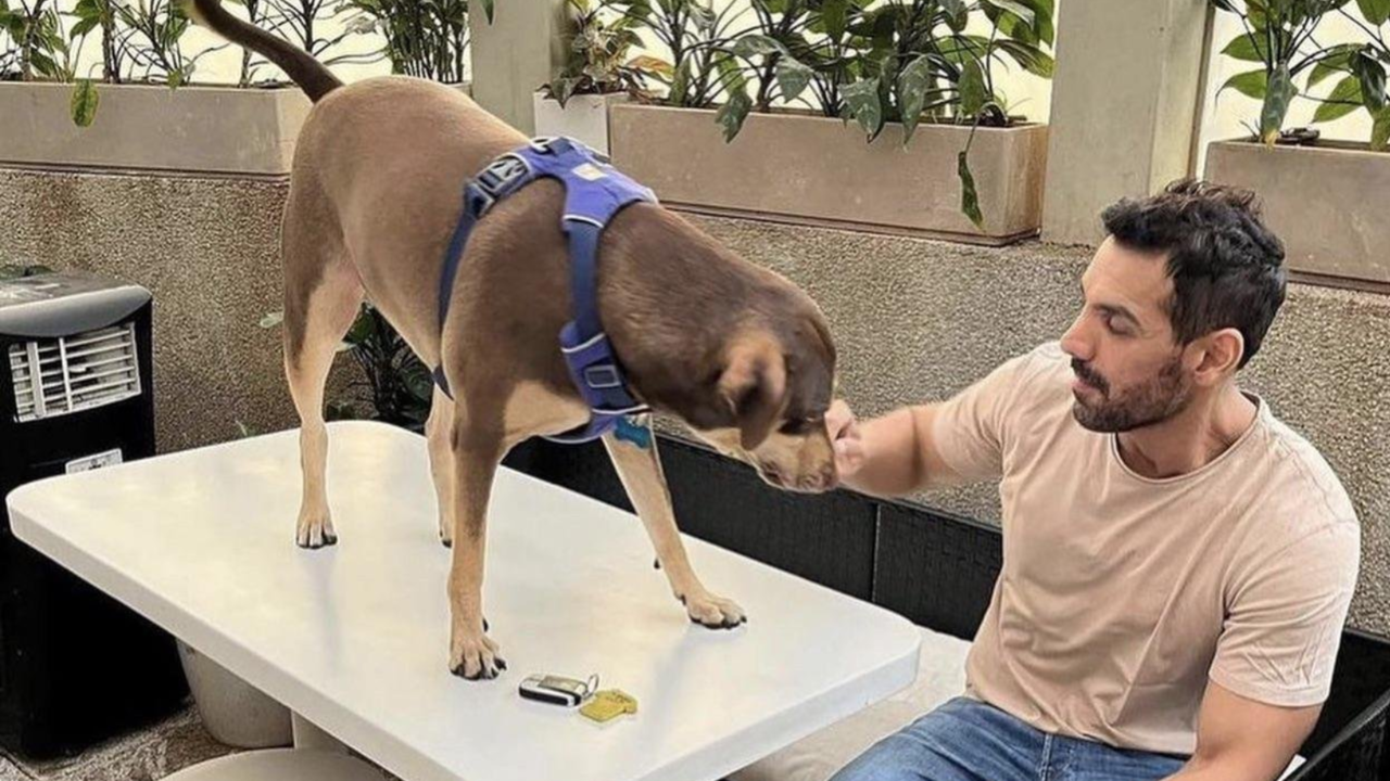 john-abraham-urges-supreme-court-review-stray-dog-order