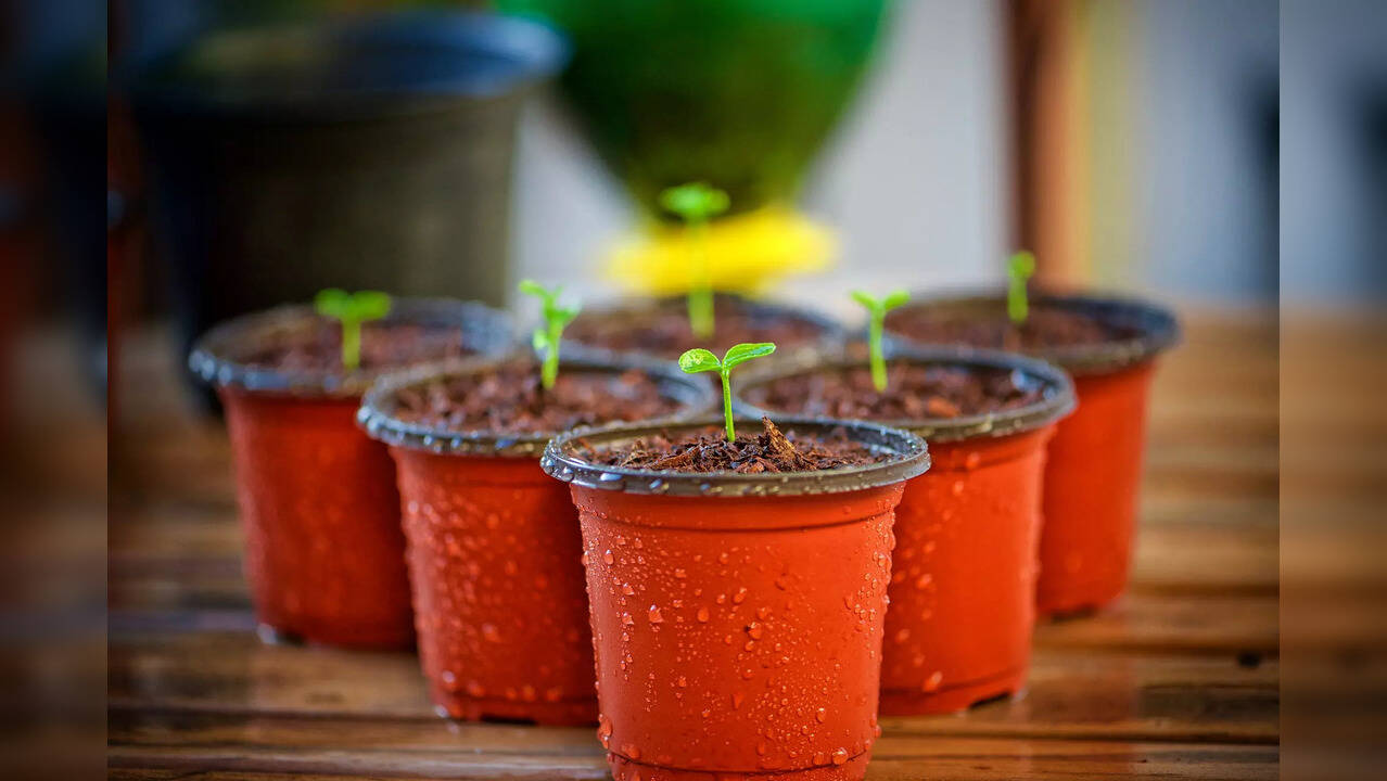 why you should add discarded tea leaves to your potted plant soil