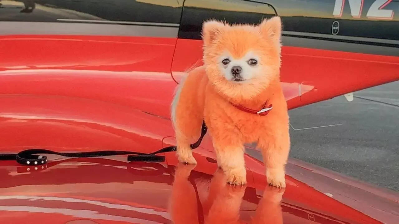 Orange Puppy