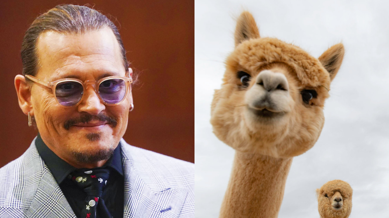 Johnny Depp's fans brought alpacas outside courthouse in Amber Heard trial