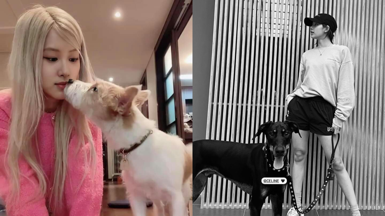 Blackpink's dogs receive dapper gifts