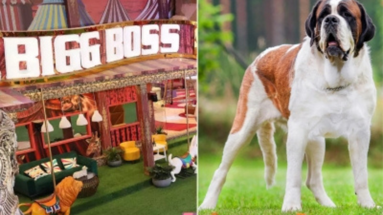 Doghouse! 'Bigg Boss 16' house to have a new member - a St Bernard