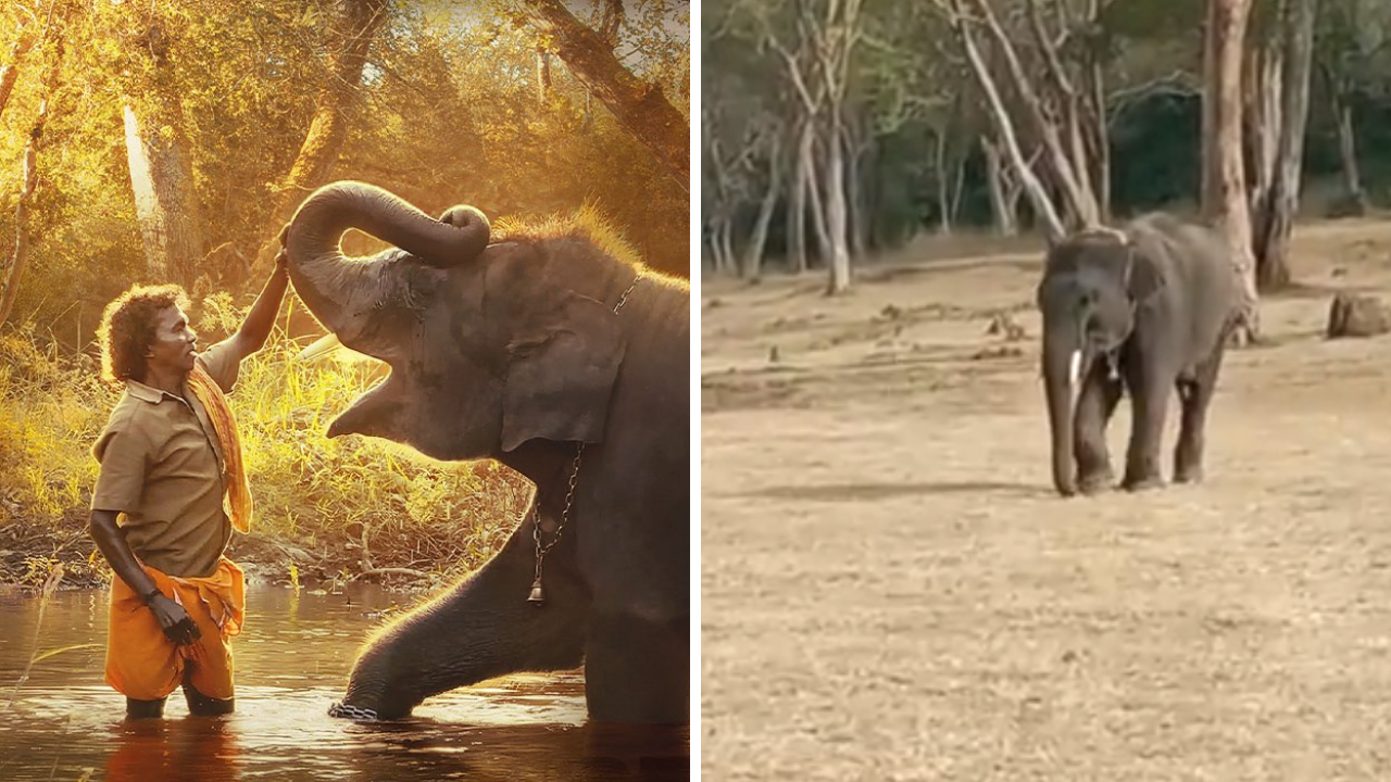 The Elephant Whisperers' Raghu plays with a baby elephant