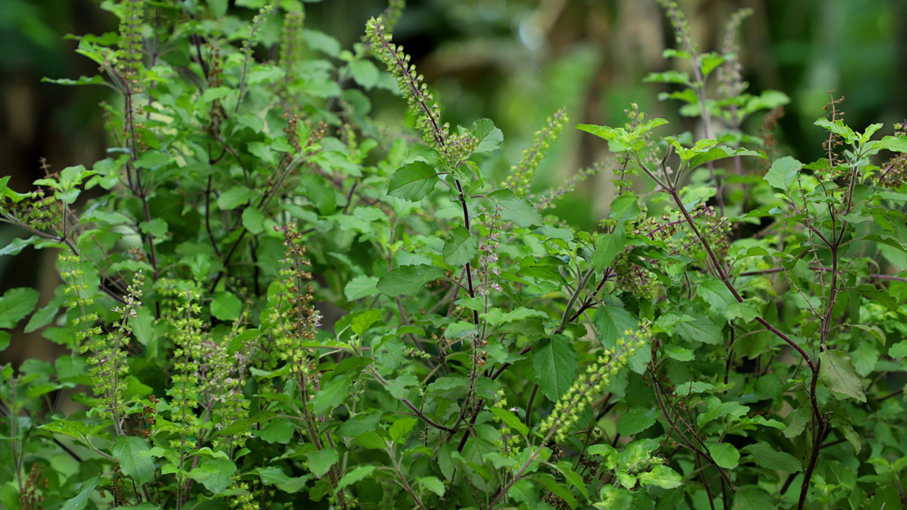 Tulsi benefits: Improved skin, immunity and more