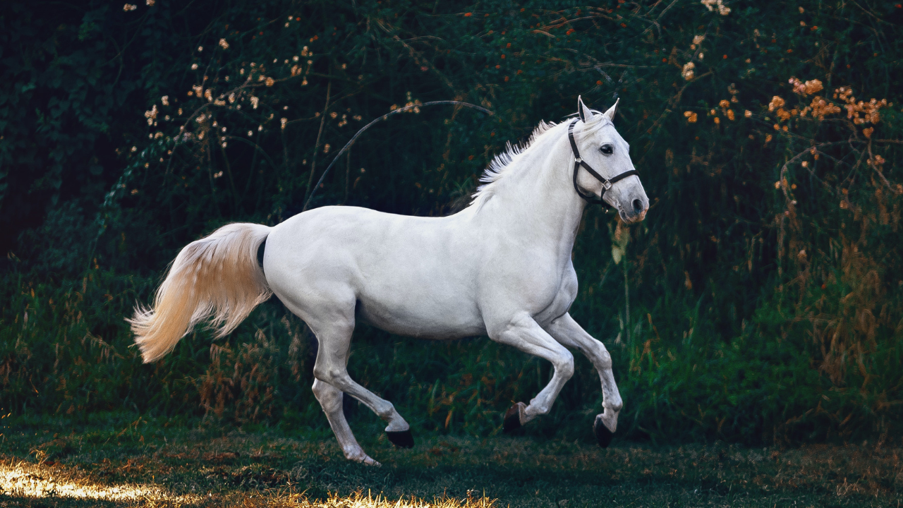 Horse dies on LOTR sets