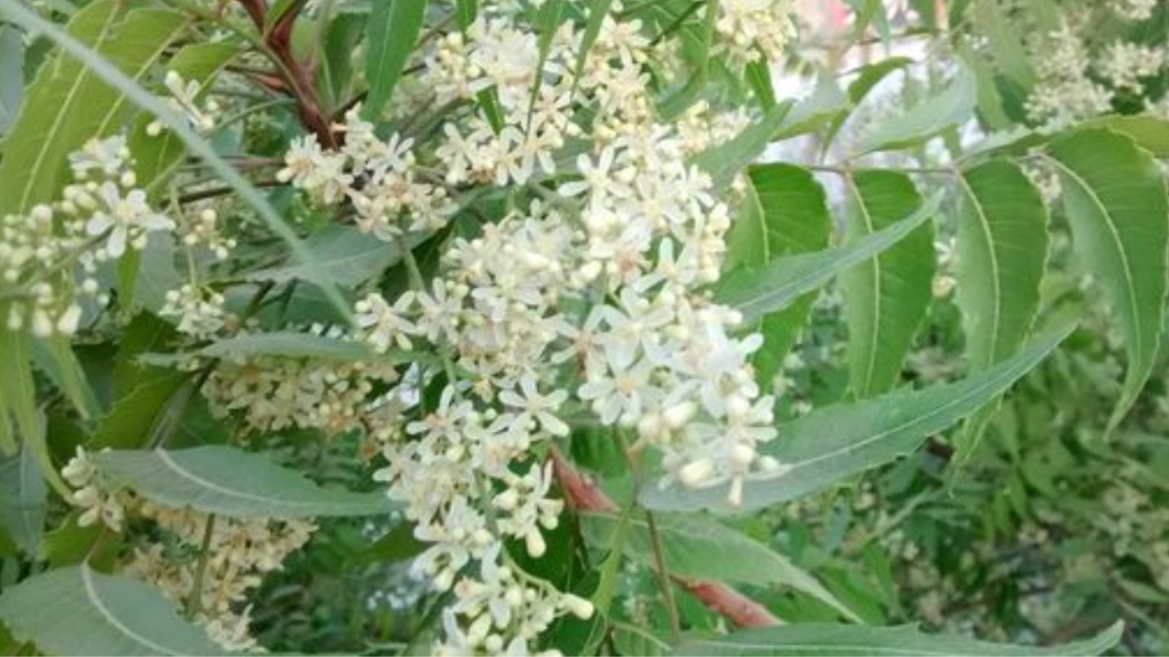 Neem flowers. Pic Credit: Pinterest